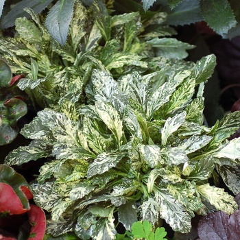 Ajuga reptans 'Sparkler' (013281)