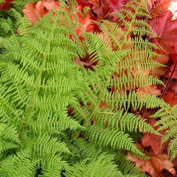 Athyrium filix-femina 'Cristatum Encourage' (013288)