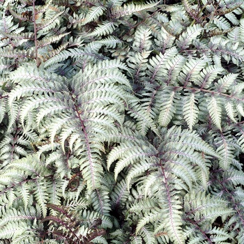 Athyrium niponicum var. pictum 'Silver Falls' (013290)