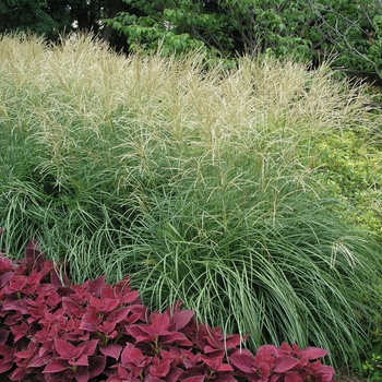 Miscanthus sinensis '' (013313)