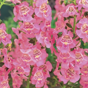 Angelonia Angelface® 'Perfectly Pink' (013374)