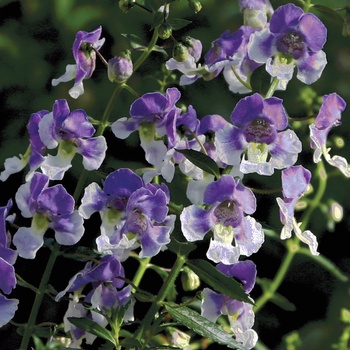 Angelonia Angelface® 'Wedgwood Blue' (013384)