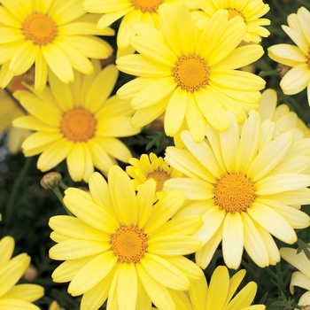 Argyranthemum frutescens 'Butterfly' (013400)