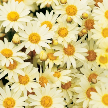 Argyranthemum frutescens Molimba® 'Mini Yellow' (013416)