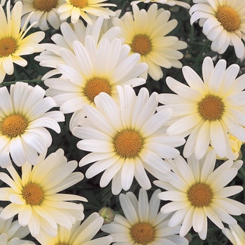 Argyranthemum frutescens 'Vanilla Butterfly®' (013422)