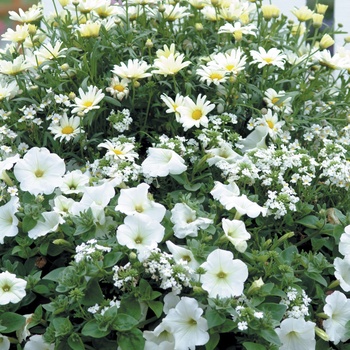 Argyranthemum frutescens 'Vanilla Butterfly®' (013424)