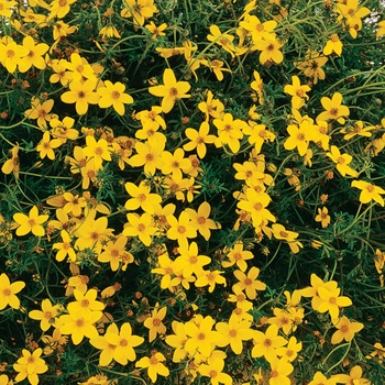 Bidens ferulifolia 'Peter's Gold Carpet' (013496)