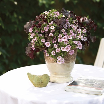 Calibrachoa Superbells® 'Light Pink' (013503)