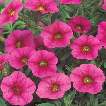 Calibrachoa Superbells® 'Cherry Red' (013504)