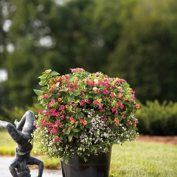 Calibrachoa Superbells® 'Cherry Red' (013505)