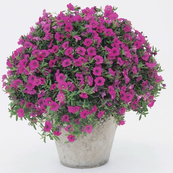 Calibrachoa Superbells® '' (013522)