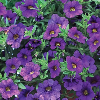 Calibrachoa Superbells® '' (013524)