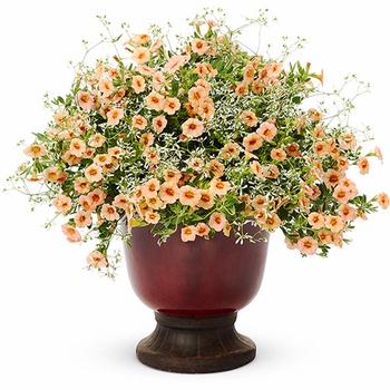 Calibrachoa Superbells® 'Peach' (013530)