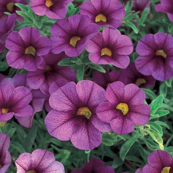 Calibrachoa Superbells® 'Plum' (013531)