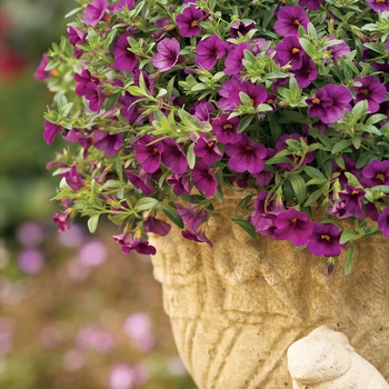 Calibrachoa Superbells® 'Plum' (013532)