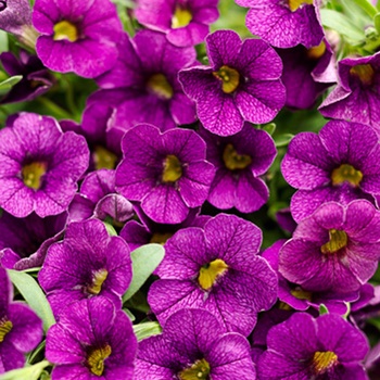 Calibrachoa Superbells® '' (013537)