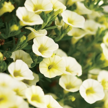 Calibrachoa Superbells® 'Yellow Chiffon™' (013547)