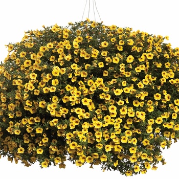 Calibrachoa Superbells® 'Saffron' (013554)