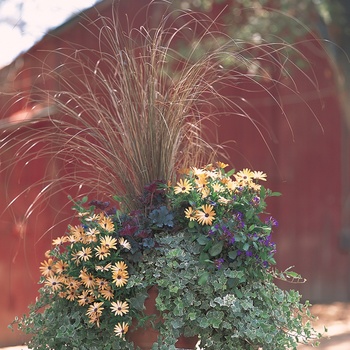 Carex flagellifera Graceful Grasses® 'Toffee Twist' (013566)