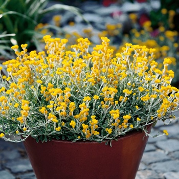 Chrysocephalum apiculatum 'Flambe® Yellow' (013572)