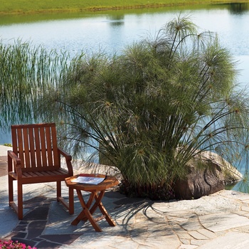 Cyperus papyrus Graceful Grasses® 'King Tut®' (013595)