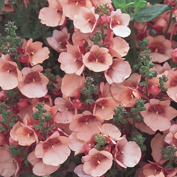 Diascia Flying Colors™ 'Apricot' (013608)