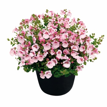 Diascia Flirtation® 'Pink' (013649)