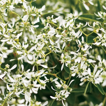 Euphorbia 'Diamond Frost®' (013656)