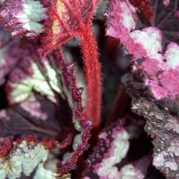 Begonia rex-cultorum 'Fireworks' (013713)