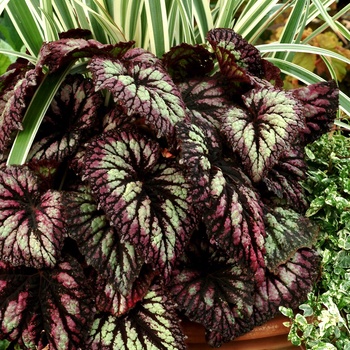 Begonia rex-cultorum 'Fireworks' (013714)