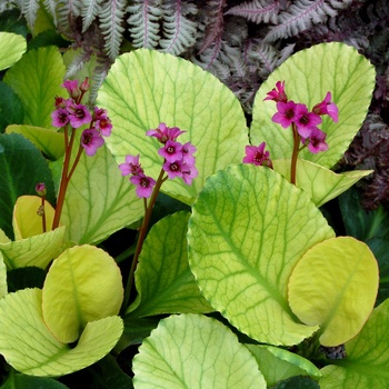 Bergenia 'Lunar Glow' (013718)