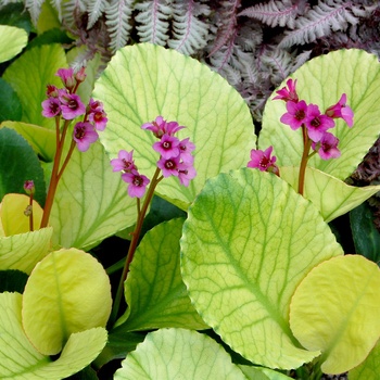 Bergenia 'Lunar Glow' (013719)