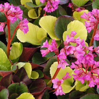 Bergenia 'Lunar Glow' (013723)