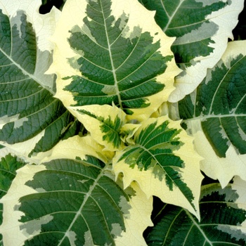 Brugmansia x cubensis 'Snowbank' (013726)