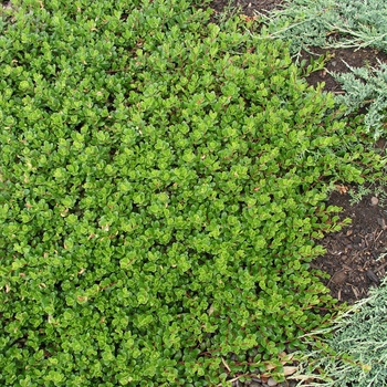 Arctostaphylos 'Emerald Carpet' (013748)