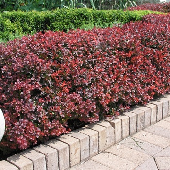 Berberis thunbergii 'Atropurpurea' (013755)