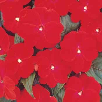 Impatiens hawkeri Clockwork™ 'Red' (013762)