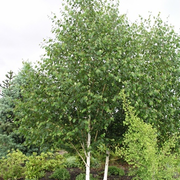 Betula utilis var. jacquemontii '' (013767)