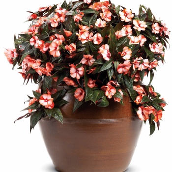 Impatiens hawkeri Infinity® 'Orange Picotee' (013773)