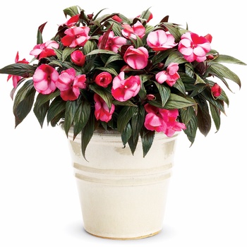 Impatiens hawkeri Infinity® 'Blushing Crimson' (013789)