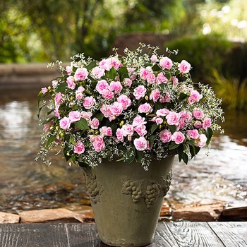 Impatiens walleriana Enlighten Flutter 'Appleblossom' (013811)