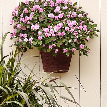 Impatiens walleriana Rockapulco® 'Orchid' (013820)