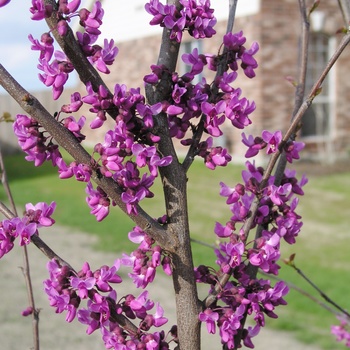 Cercis canadensis var. texensis 'Oklahoma' (013829)