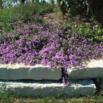 Lantana camara Luscious® 'Grape' (013845)