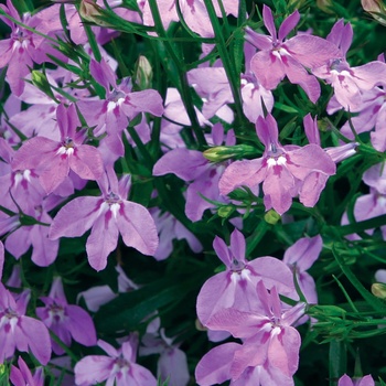 Lobelia erinus Laguna® 'Heavenly Lilac' (013849)