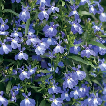 Lobelia erinus Laguna® '' (013853)