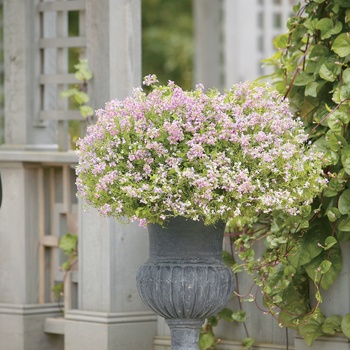 Nemesia fruticans Safari® 'Violet Rose' (013858)