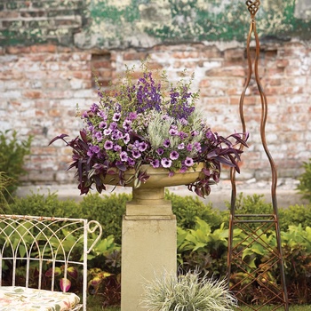 Nemesia fruticans 'Compact Pink Innocence' (013860)