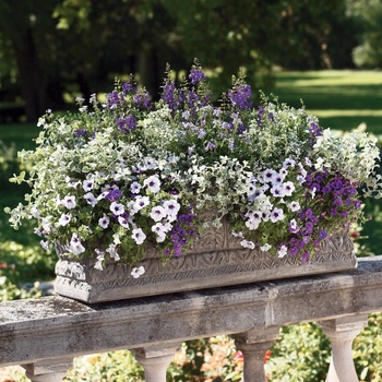 Nemesia fruticans 'Bluebird Improved' (013862)