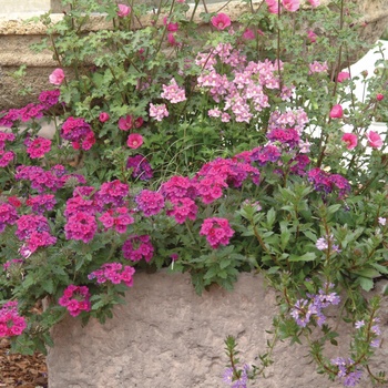 Nemesia fruticans Safari® 'Pink' (013870)